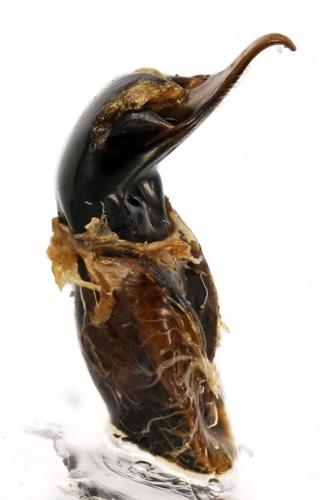 Réf. 308 912 : Cryptocephalus aureolus